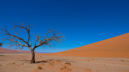 Fototapeta na wymiar Vertrockneter Akazienbaum, Namib Wüste