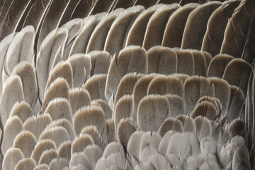 Obraz premium a feathers texture closeup in the detail