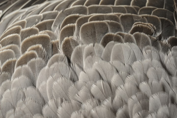 Obraz premium a feathers texture closeup in the detail