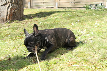 Französische Bulldogge im Garten - 177128687