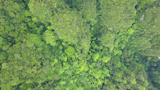 An Aerial Drone View of Tropical Oil Palm Tree Plantation in Krabi, Thailand
