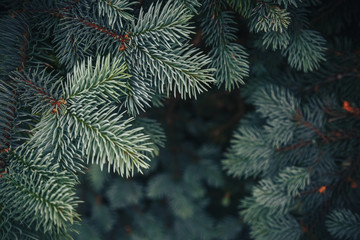 Fir tree brunch close up. Shallow focus. Fluffy fir tree brunch close up. Christmas wallpaper concept. Copy space.