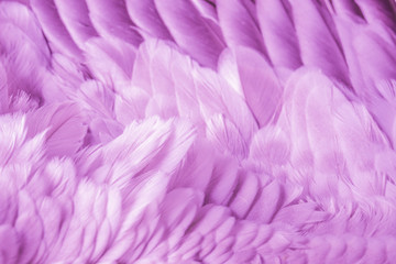 pink angel wing with feathers in the detail