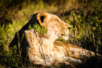 Sunbathing Lion