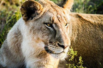 Protective Mother Lion