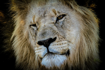 Obraz premium Lion
