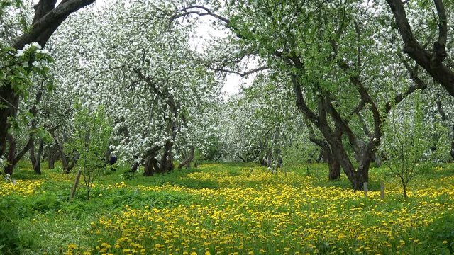 4K video footage of apple blossom tree garden in spring