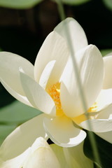 fleur blanche