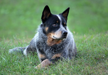 Australian Cattle Dog
