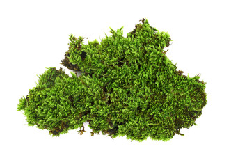 Green moss on white background