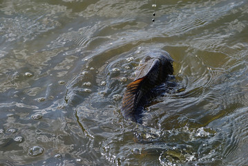 Summer fishing for carp on the lake