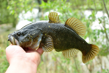 Summer fishing on the lake, Perccottus glenii