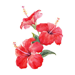 Watercolor hibiscus composition
