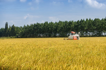 Agriculture Industrial harvesting machinery working in rice field
