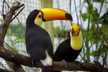 Toco Tucan is on the tree.