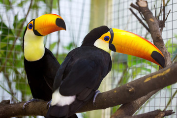 Toco Tucan is on the tree.