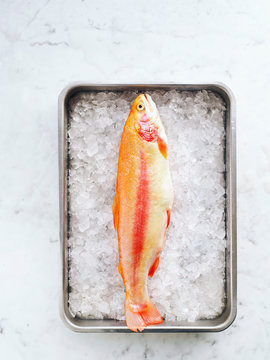 Golden rainbow trout in a pan with ice