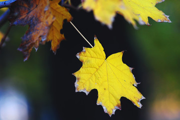 Golden maple leaves close-up on the dark background with colorful glares at the evening. Selective soft focus, bokeh