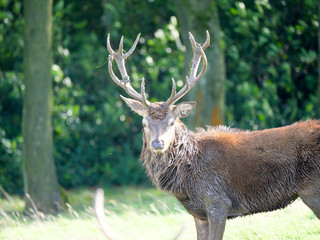 Stag