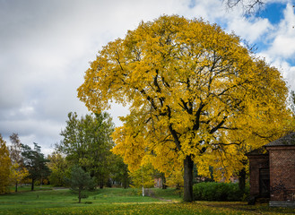 Autumn fall foliage in park