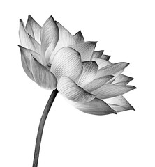 fleur de lotus isolé sur fond blanc