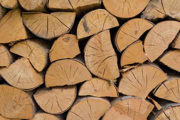 Wooden wall from group of beechwood with cross-section