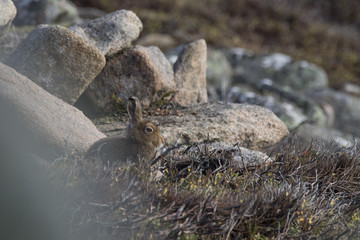mountain hare sitting on mountainside in scotland