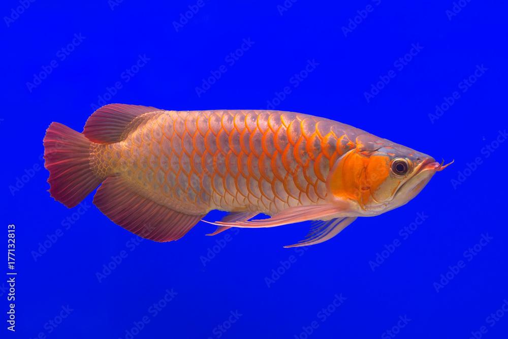 Wall mural Red Arowana the Asian dragon fish