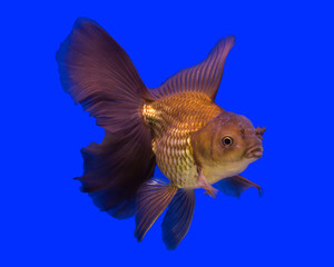 Gold fish in aquarium tank