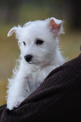 west highland white terrier pup warming up on owners hands 