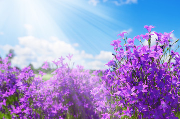Fototapeta na wymiar Summer bright scenery. Field of beautiful flowers bells with blue sky and clouds.