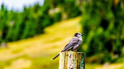 Grey Jay sitting on top of a pole in the high alpine meadows near the village of Sun Peaks, in the Shuswap Highlands in central British Columbia Canada