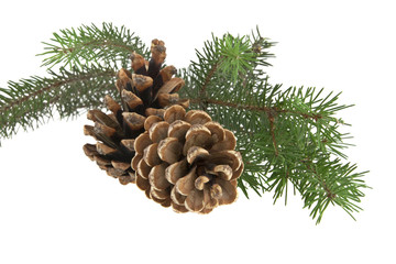 Fototapeta premium branch of Christmas tree isolated on white background