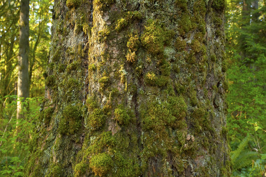 a picture of an Pacific Northwest forest of old growth Hemlock trees