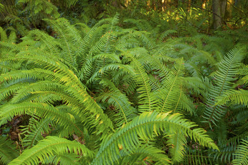 a picture of an Pacific Northwest forest and Sword ferns