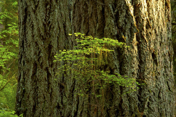 a picture of an Pacific Northwest od growth Douglas fir tree with a huckleberry plant