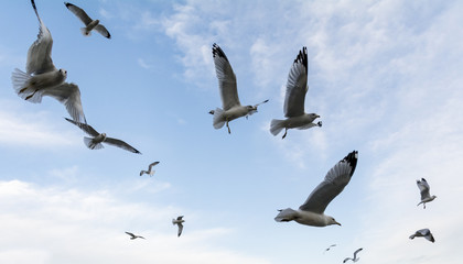 Flying Seagulls in sky
