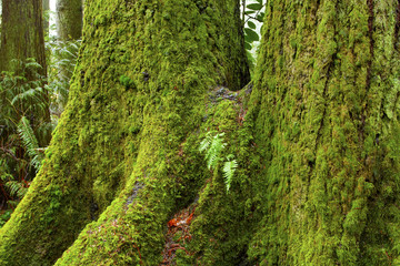 a picture of an Pacific Northwest forest with old growth Douglas fir trees