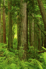 Fototapeta na wymiar a picture of an Pacific Northwest forest