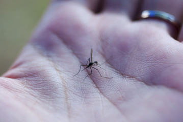 Background image blur Mosquito biting the lid.