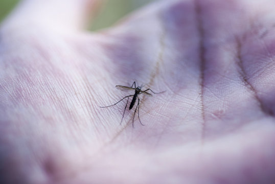 Background image blur Mosquito biting the lid.