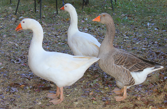geese in the meadow