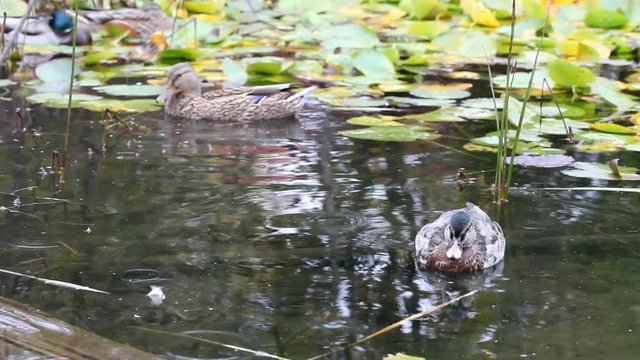 canard
