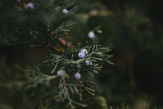 Evergreen Bush With Blue Berry