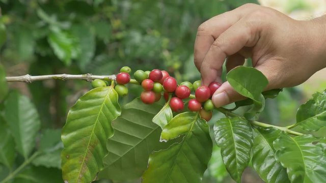 Unidentified coffee farmer picking ripe cherry beans from coffee tree
