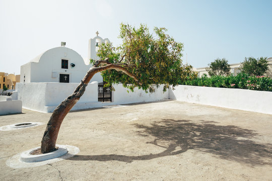 Bent tree in a small square of Oia in Santorini