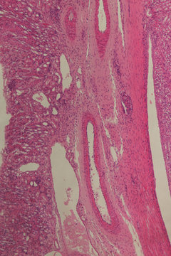 Kidney of animal rabbit