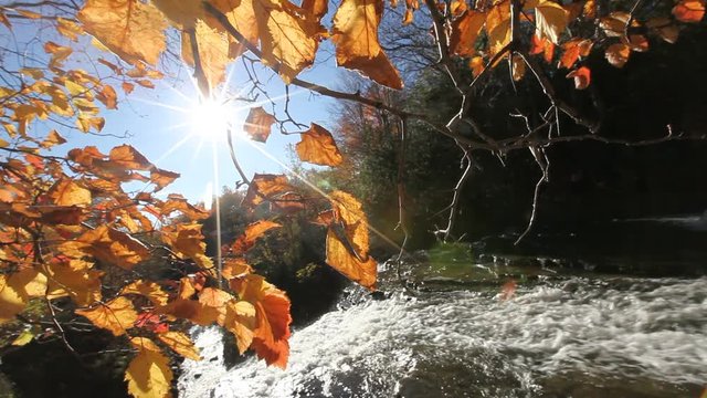 rivière en automne
