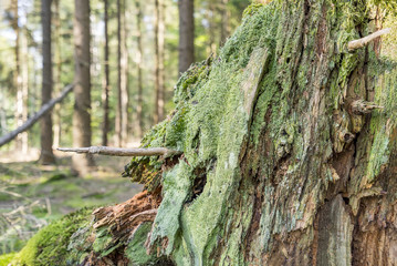 ground cover vegetation