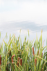 Tall Grass Lake Background